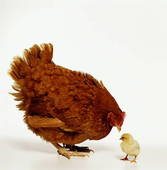 labananequiparle-poulet canard 2