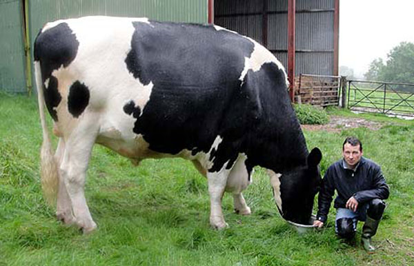 labananequiparle-La vache “Trigger” (2 mètres de haut, plus de 3 de long pour 1 tonne)