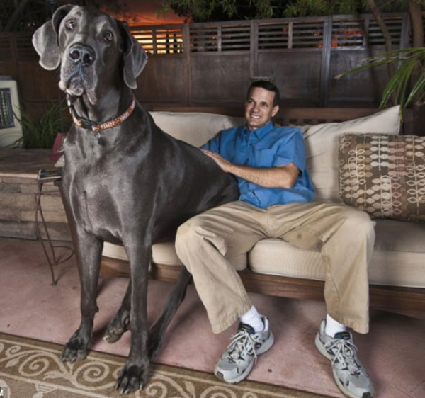 labananequiparle-Le Dogue allemand Giant George - le chien le plus grand du monde (1m10 au garrot, 2 mètres de long pour 111 kilos)