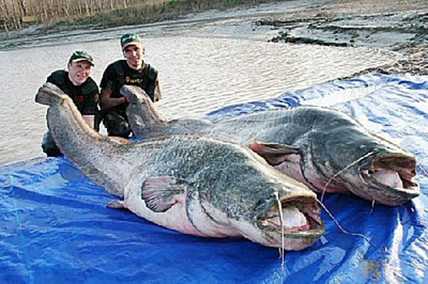 Labananequiparle Poisson Chat Geant Du Mekong La Banane Qui Parle Labananequiparle Poisson Chat Geant Du Mekong La Banane Qui Parle