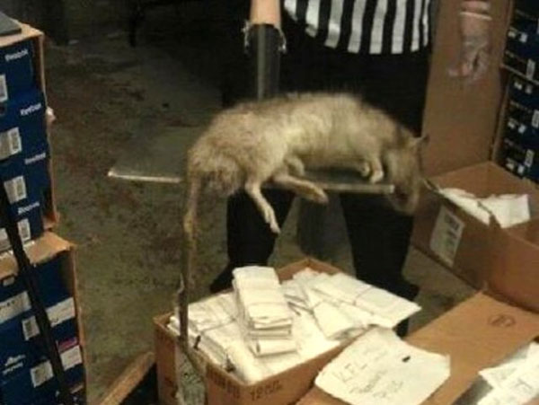 labananequiparle-Un rat géant trouvé (et tué) dans un Foot Locker