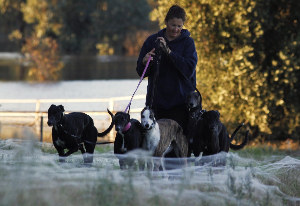 A woman walks her dogs through spiderwebs, formed as spiders escape from flood waters, in Wagga Wagga