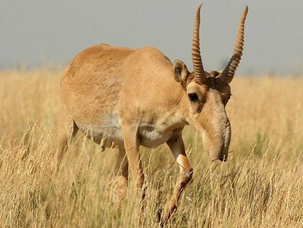 labananequiparle-Antilope-Saiga