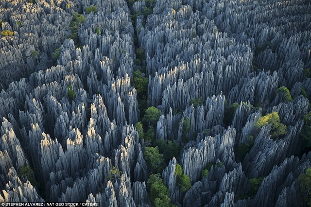Labananequiparle-Forêt de pierres-Madagascar
