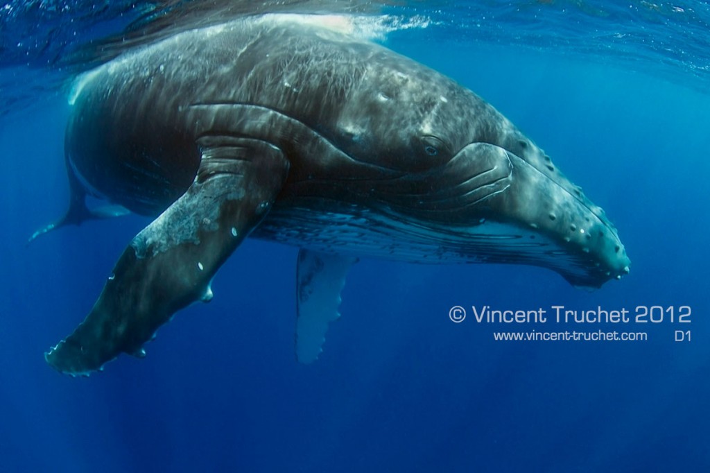 labananequiparle-vincent-truchet-baleine-a-bosse