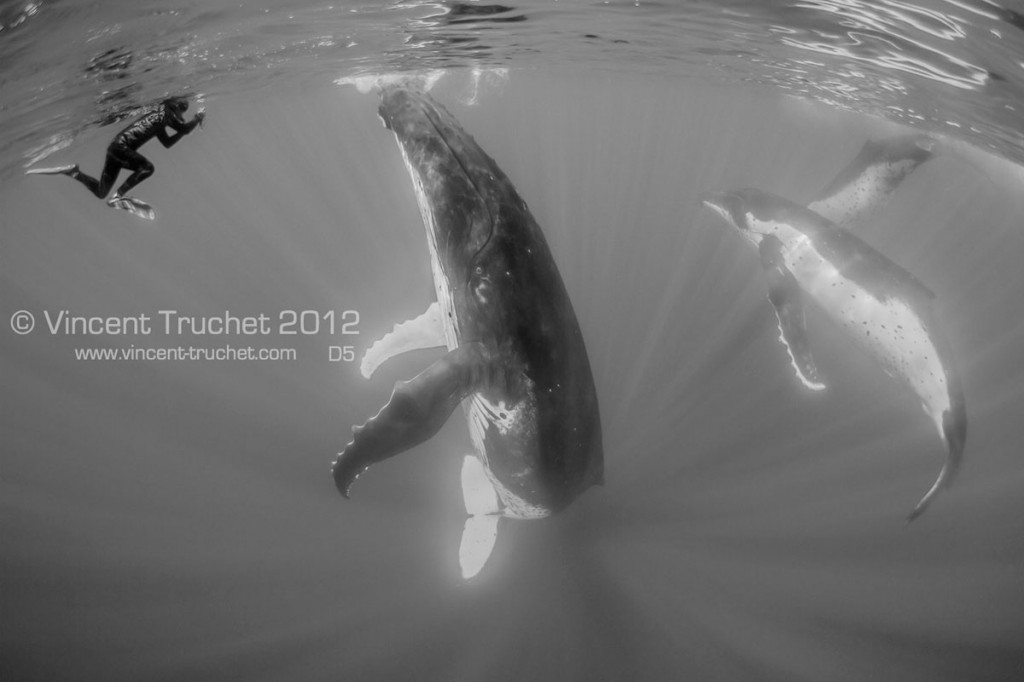 labananequiparle-vincent-truchet-baleine-a-bosse-et-photographe