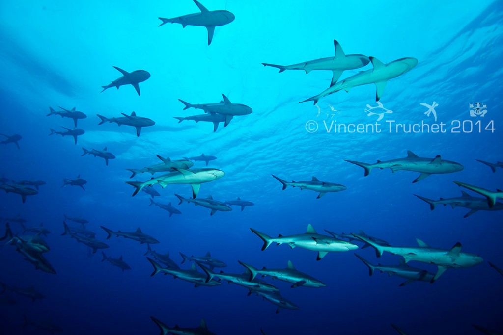 labananequiparle-vincent-truchet-banc-requins-gris
