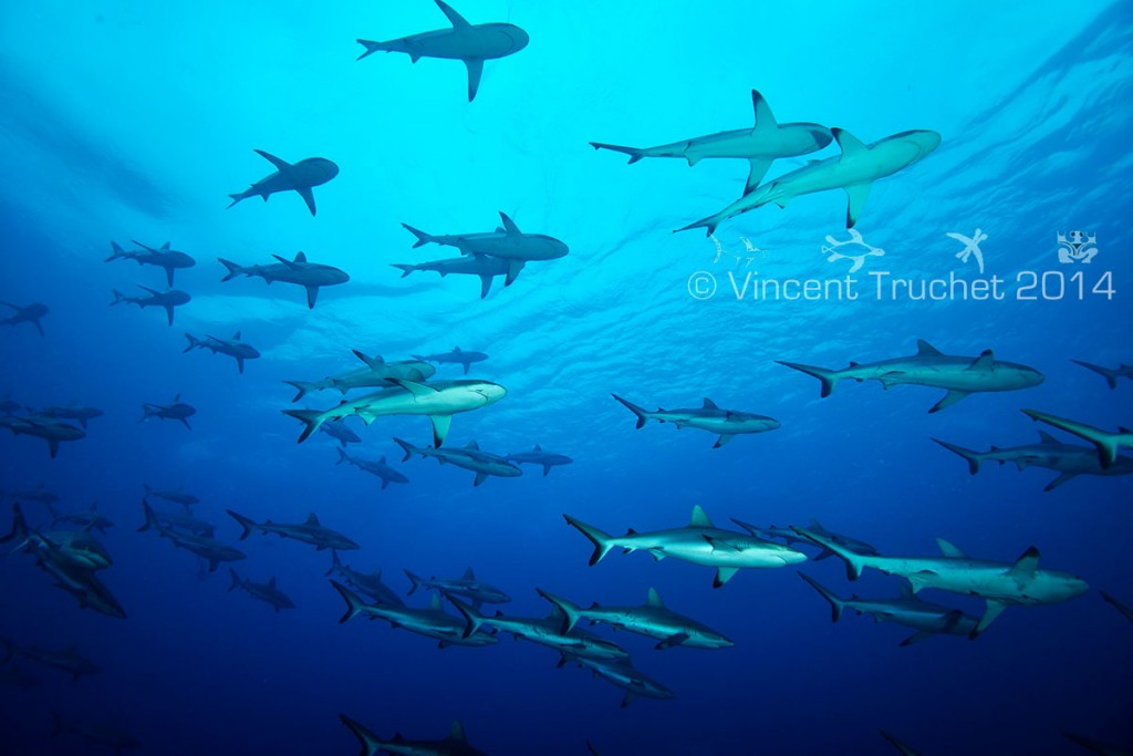 labananequiparle-vincent-truchet-banc-requins-gris