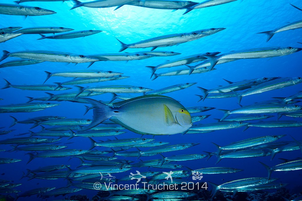 labananequiparle-vincent-truchet-barracudas-et-poisson-chirurgien