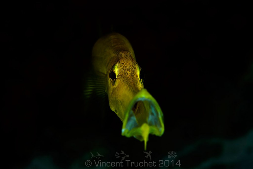 labananequiparle-vincent-truchet-bouche-poisson-trompette