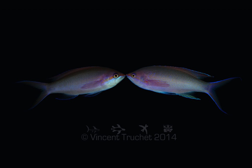 labananequiparle-vincent-truchet-couple-anthias-mauve