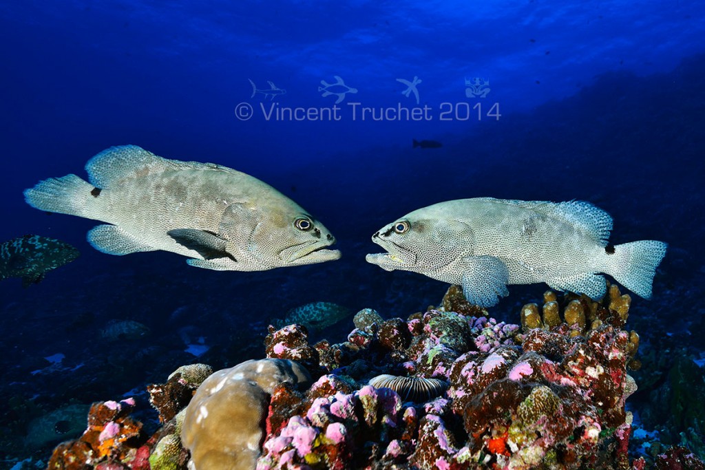 labananequiparle-vincent-truchet-couple-merous