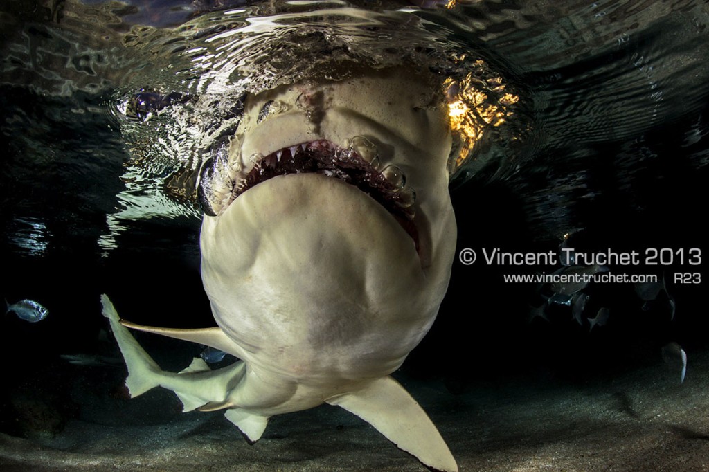 labananequiparle-vincent-truchet-dents-requin-pointes-noires