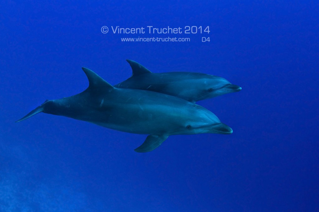 labananequiparle-vincent-truchet-deux-dauphins