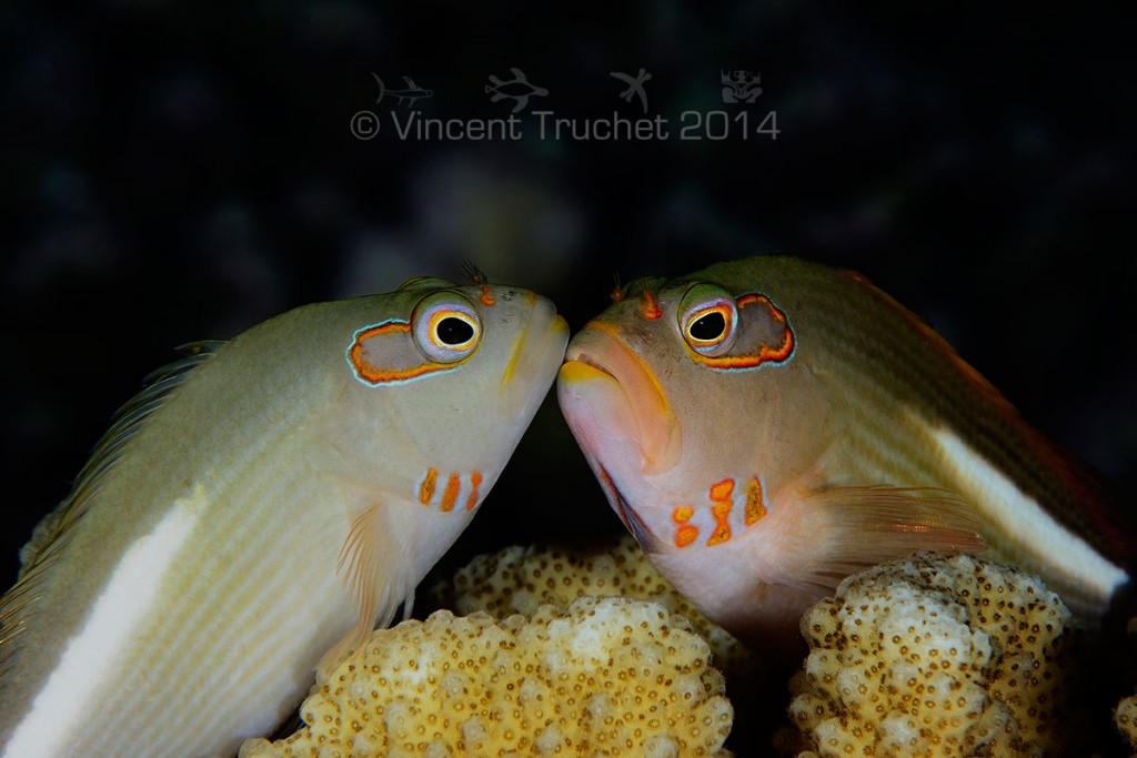 labananequiparle-vincent-truchet-deux-poissons-faucons