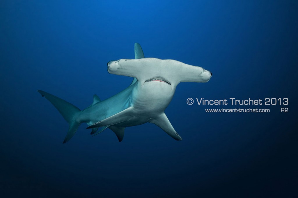 labananequiparle-vincent-truchet-grand-requin-marteau