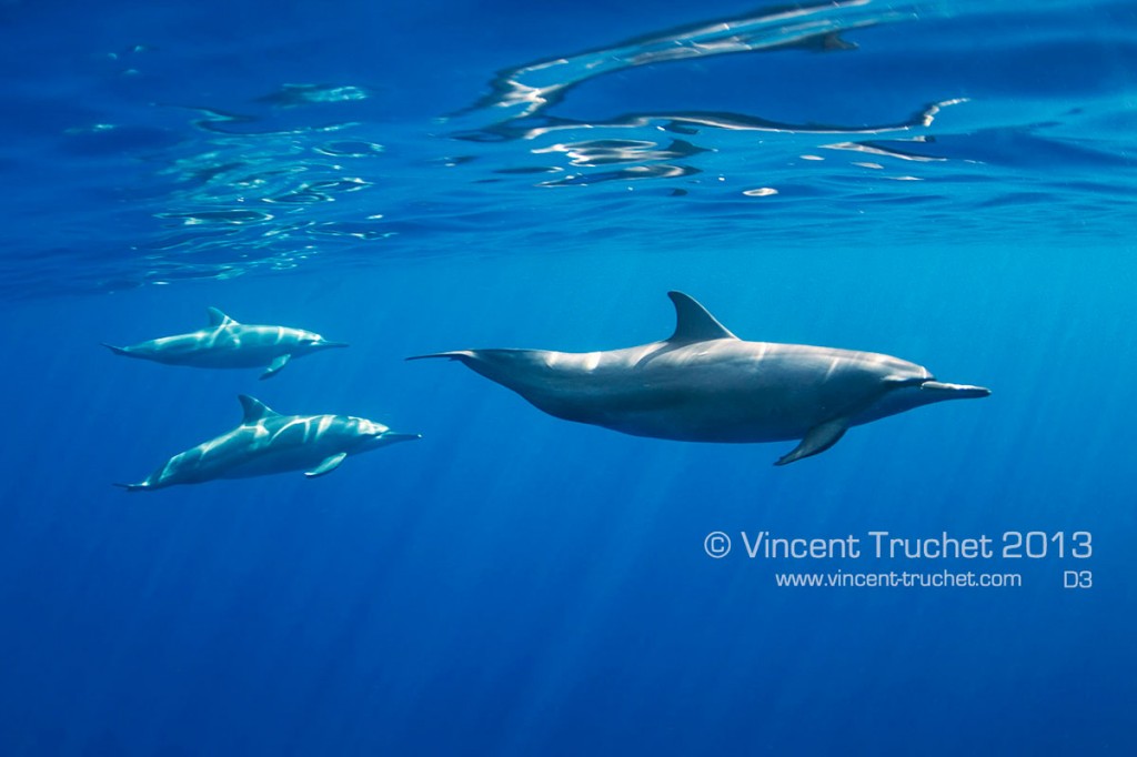 labananequiparle-vincent-truchet-groupe-dauphins