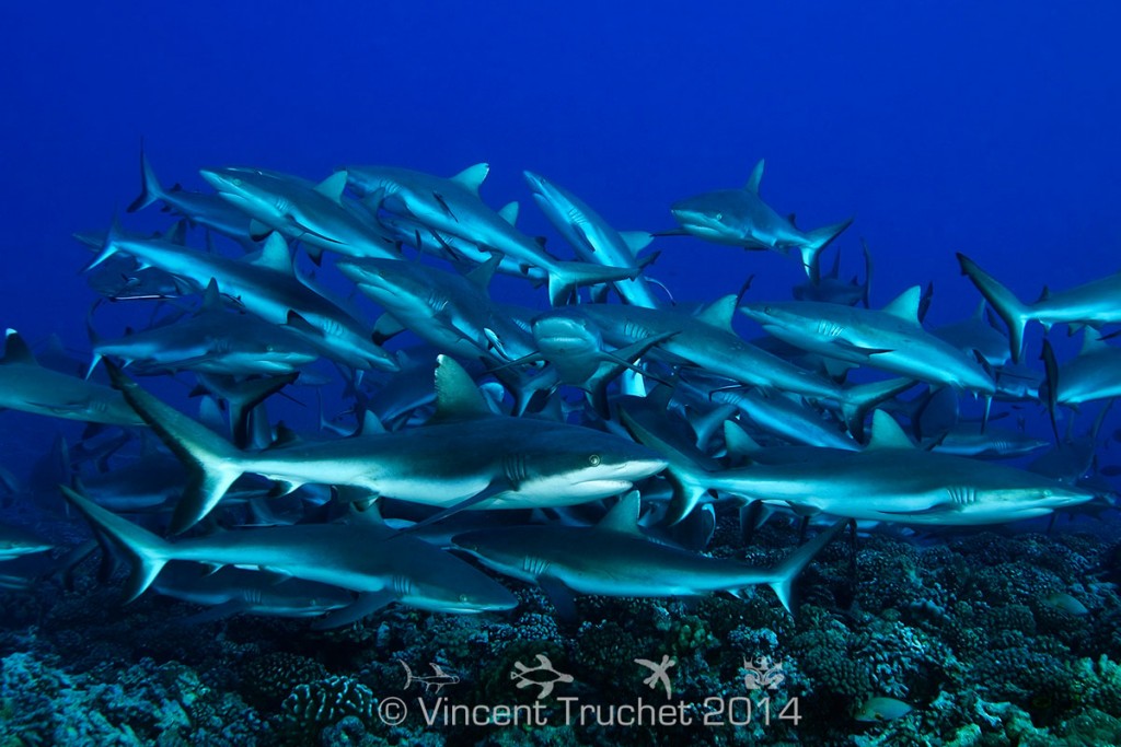 labananequiparle-vincent-truchet-groupe-de-requins