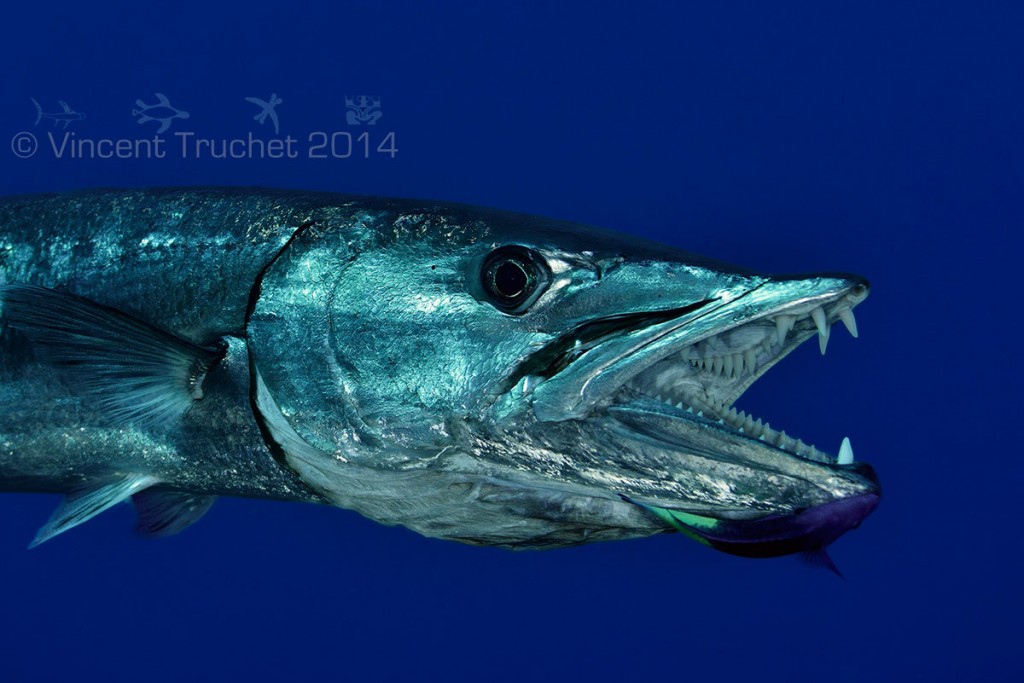 labananequiparle-vincent-truchet-gueule-grand-barracuda