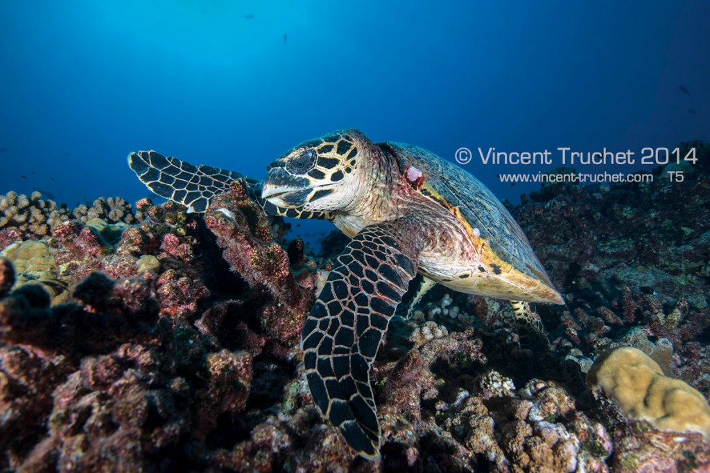 labananequiparle-vincent-truchet-magnifique-tortue-de-mer-fond