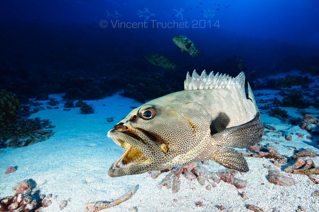 labananequiparle-vincent-truchet-merou-camouflage