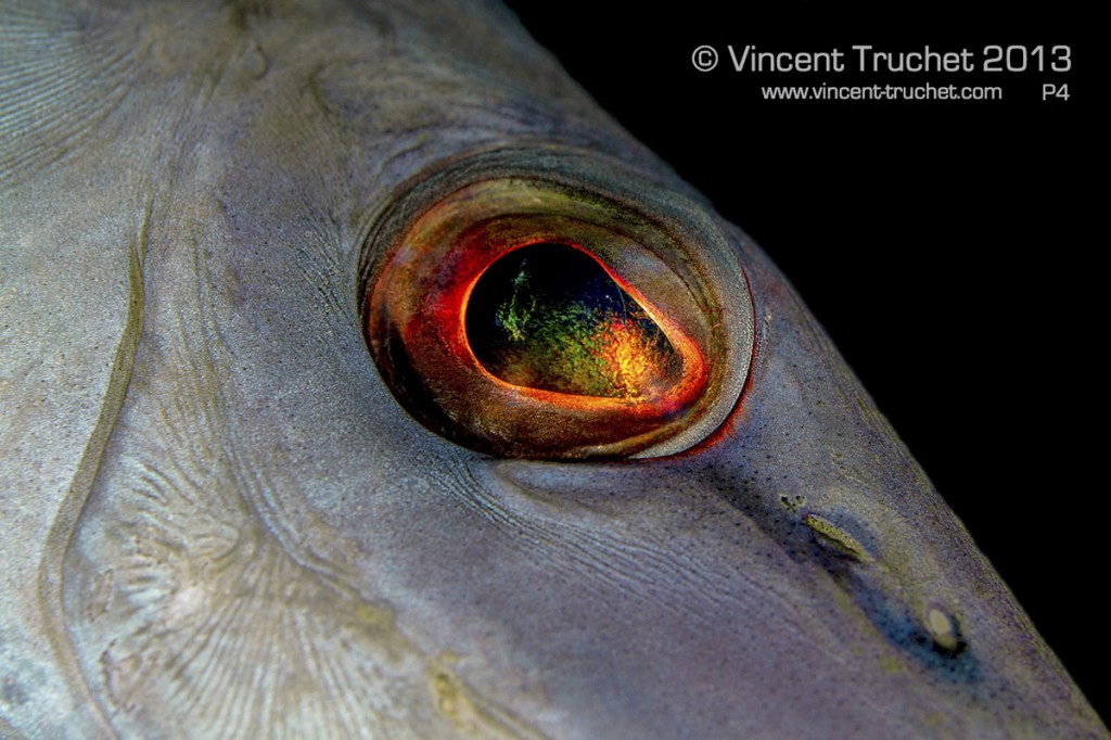 labananequiparle-vincent-truchet-oeil-poisson-trompette