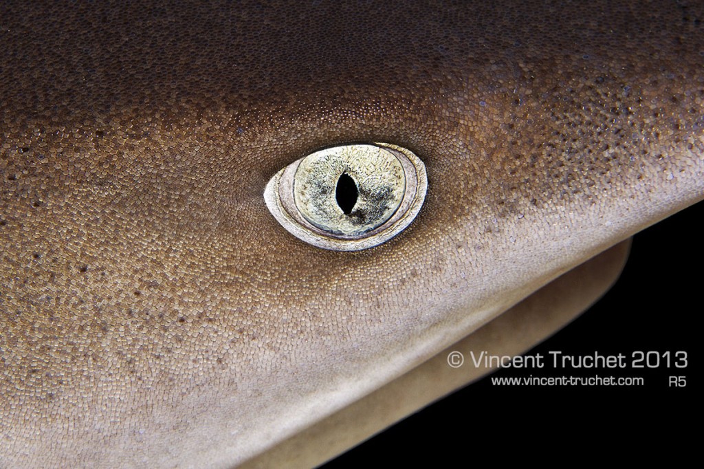 labananequiparle-vincent-truchet-oeil-requin-corail