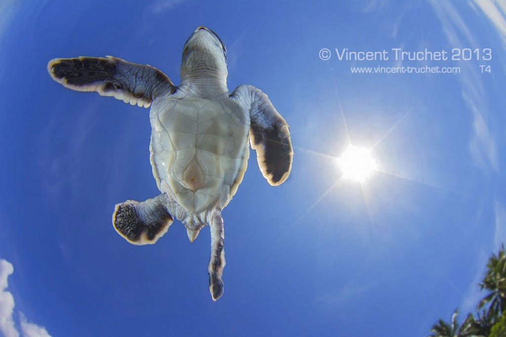 labananequiparle-vincent-truchet-petite-tortue-verte-vue-de-dessous