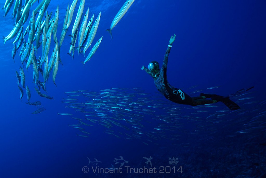 labananequiparle-vincent-truchet-plongeur-et-barracudas