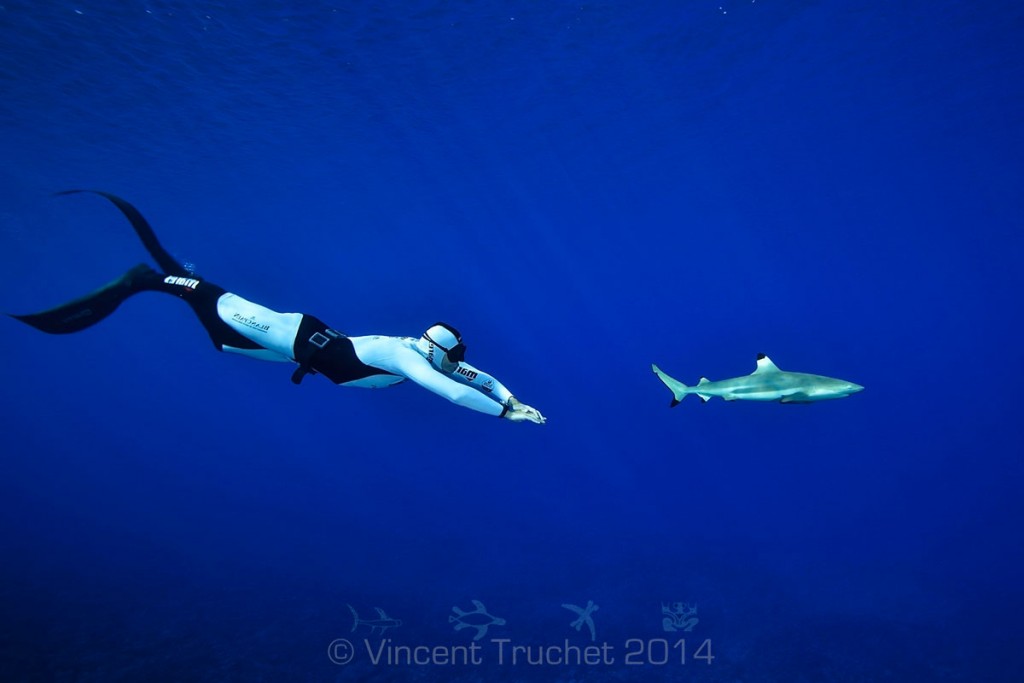 labananequiparle-vincent-truchet-plongeur-et-requin