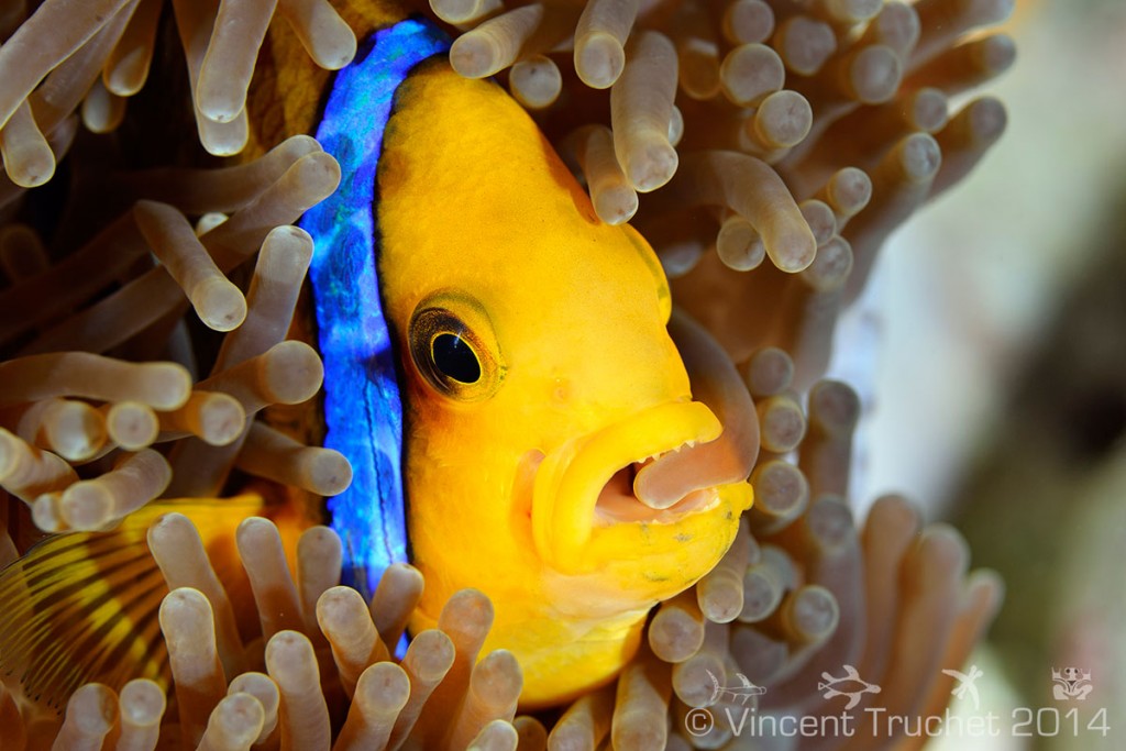 labananequiparle-vincent-truchet-poisson-clown-dans-anemone-de-mer