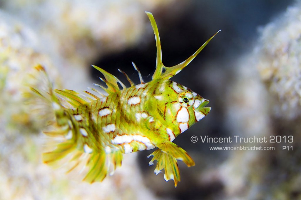 labananequiparle-vincent-truchet-poisson-exotique-jaune