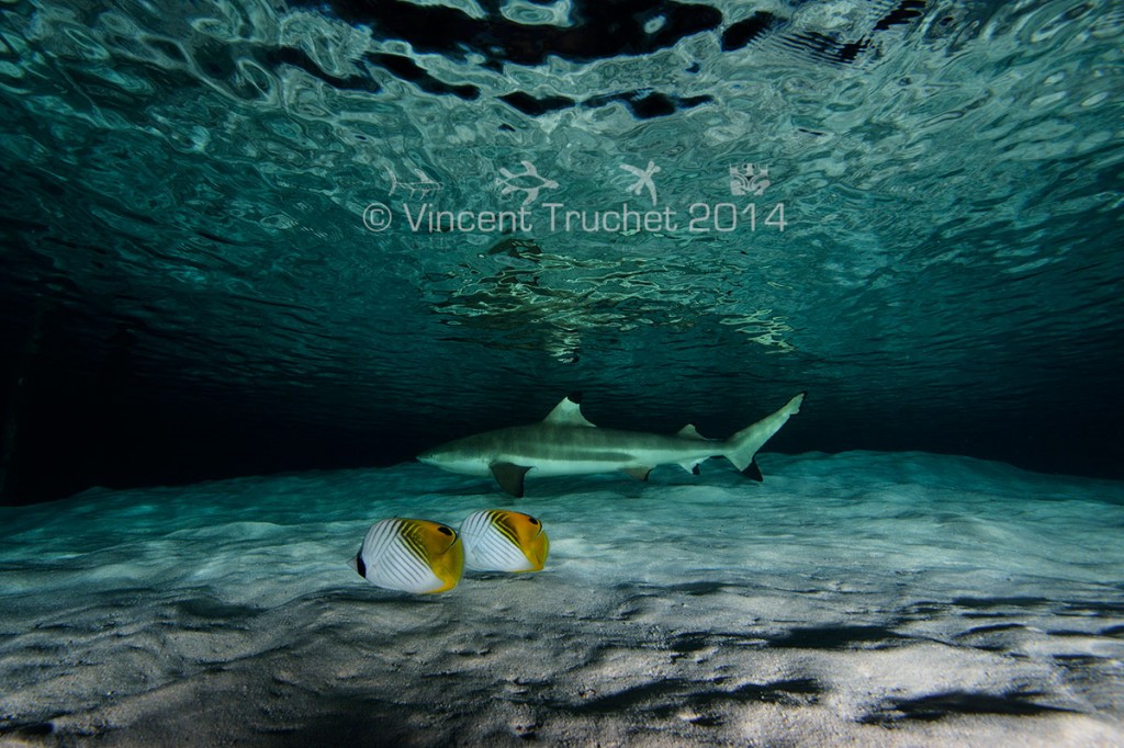 labananequiparle-vincent-truchet-poisson-exotiques-et-requin