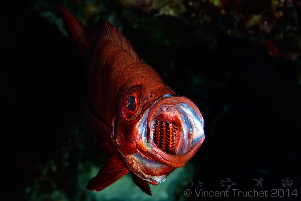 labananequiparle-vincent-truchet-priacanthe-bouche