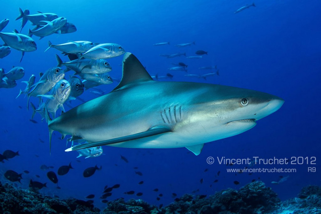 labananequiparle-vincent-truchet-requin-ailerons-blancs-recif-suivi-par-poissons