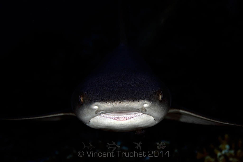 labananequiparle-vincent-truchet-requin-corail-face-proche