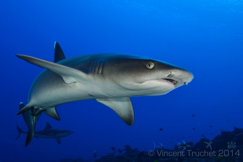 labananequiparle-vincent-truchet-requin-corail-proche