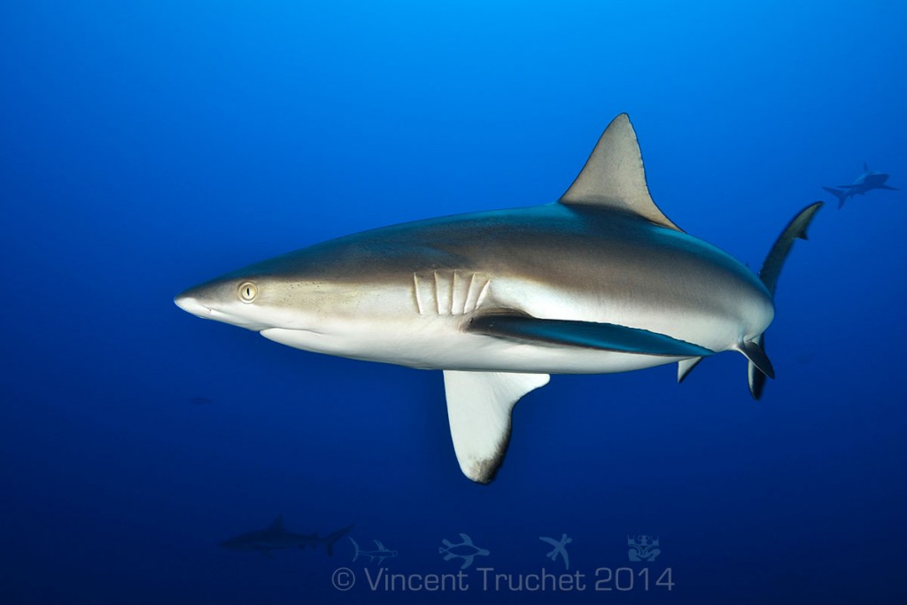 labananequiparle-vincent-truchet-requin-gris