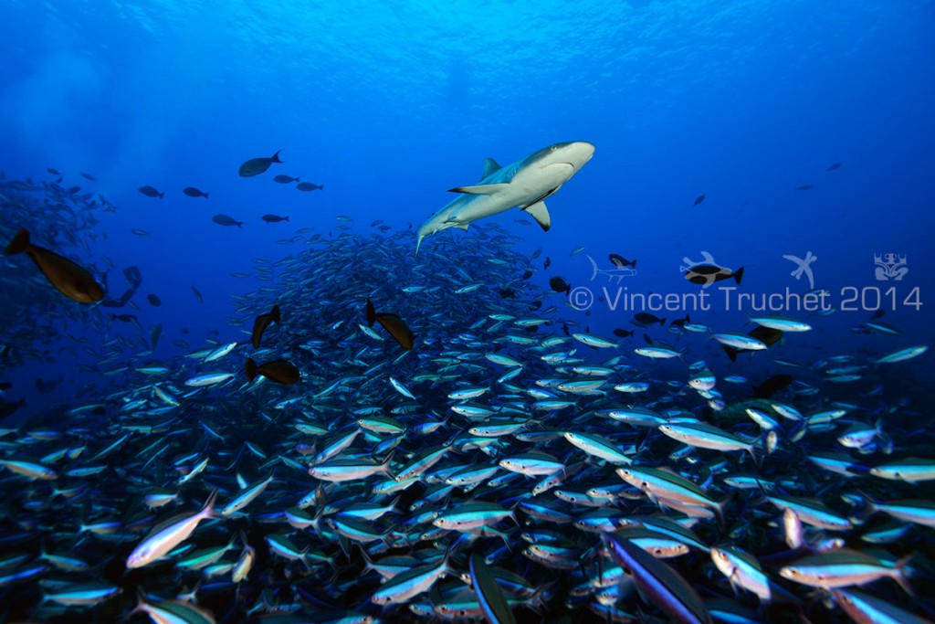 labananequiparle-vincent-truchet-requin-gris-et-poissons