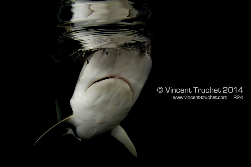 labananequiparle-vincent-truchet-requin-pointes-noires-face