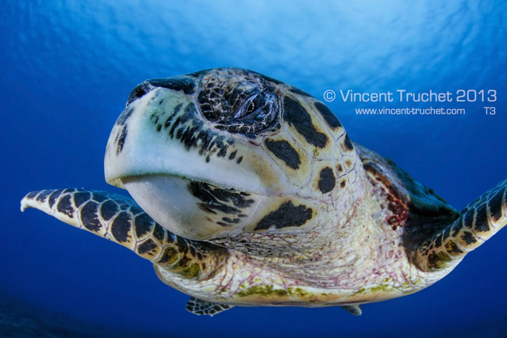 labananequiparle-vincent-truchet-tortue-de-mer-face