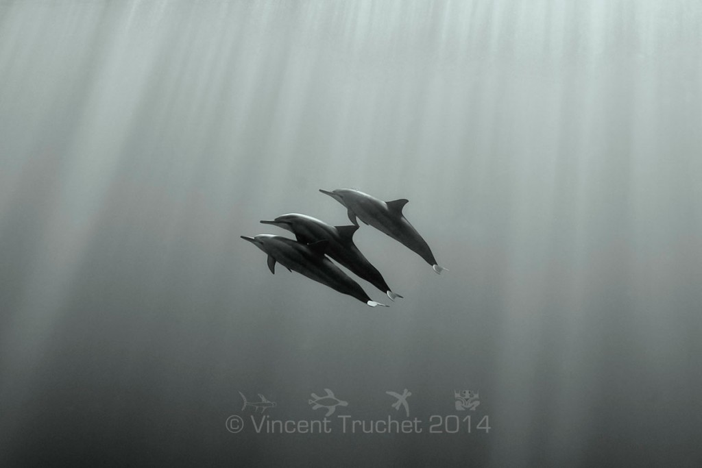 labananequiparle-vincent-truchet-trois-dauphins-a-long-bec