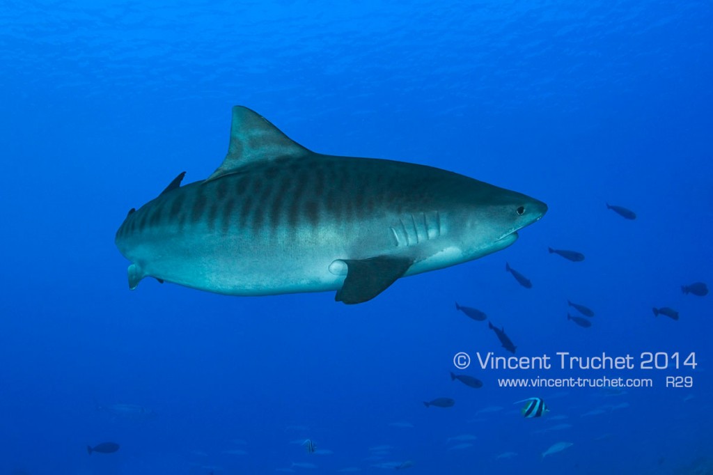 requin-tigre