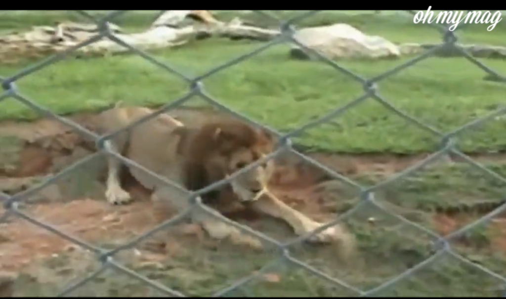 labananequiparle-animaux-cage-2