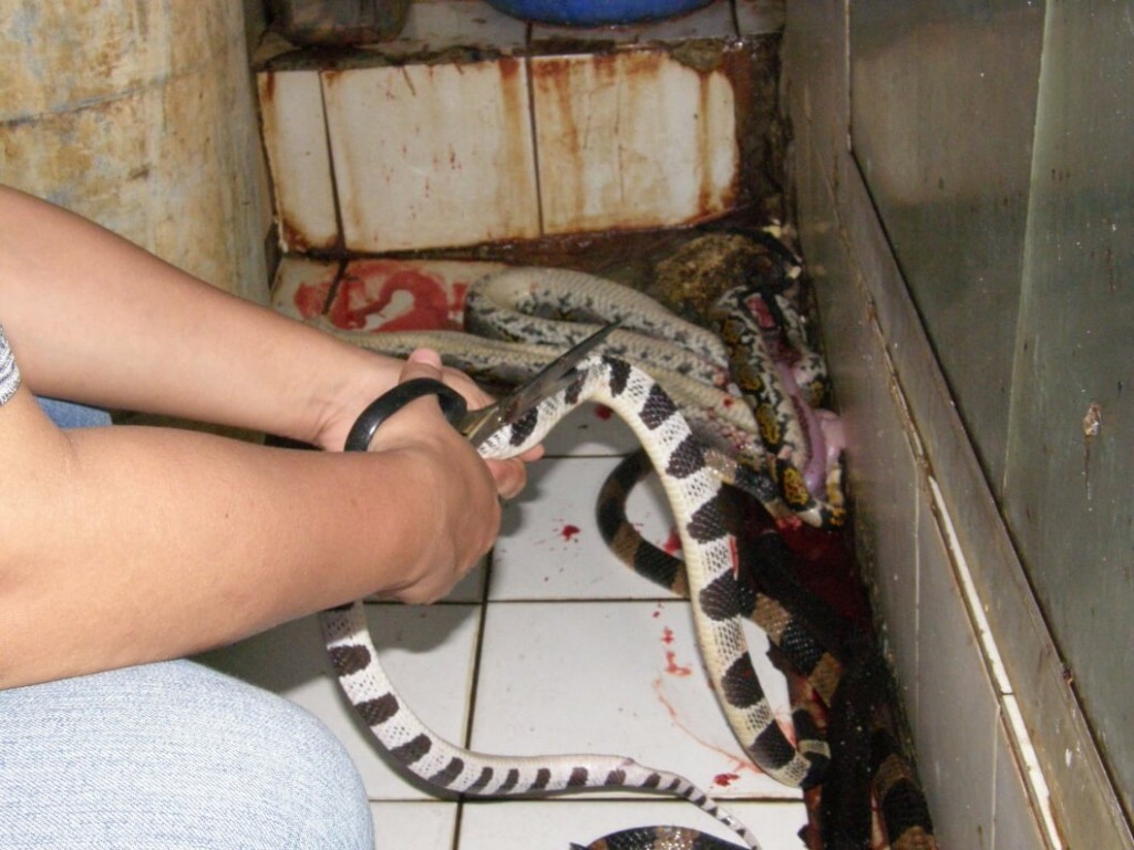 Snakes-body-being-cut-open-with-scissors-before-being-skinned-1058x794